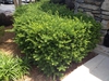 Taxus cuspidata