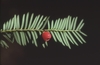 Branch with distichous needles & red fleshy cone around seed.