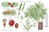 Illustration of all the details of this species.