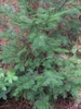 Small sparsely branched conifer with distichous needles