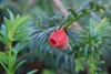 red cup-like aril holding a seed.