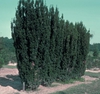Taxus x media