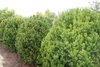 Taxus
