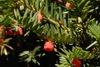 Female cones are red and fleshy.