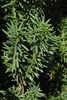 Taxus x media
