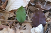 Front and back of leaf