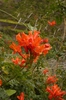 Tecoma capensis