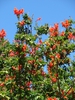 Tecoma capensis