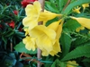 Tecoma stans