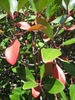 Ternstroemia gymnanthera