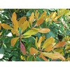 Ternstroemia gymnanthera