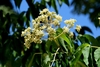 White staminate flowers in pannicles.
