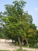 Tetradium daniellii