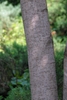 Bark with lentidels.