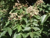 Flower and Leaves Close-up