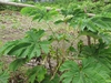 Form