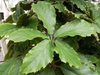 Tetrastigma voinierianum