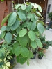 Tetrastigma voinierianum