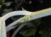 Tetrastigma voinierianum
