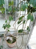Tetrastigma voinierianum