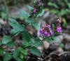 Teucrium chamaedrys