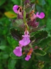 Teucrium chamaedrys