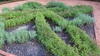 Used in a knot garden