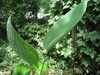 Thalia dealbata