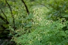 Thalictrum aquilegiifolium