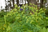 Thalictrum aquilegiifolium