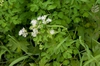Thalictrum aquilegiifolium
