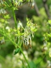 Thalictrum dasycarpum