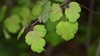 Thalictrum dioicum