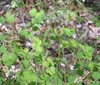 Thalictrum dioicum