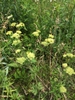 Form