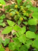 Thaspium trifoliatum