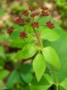 Thaspium trifoliatum