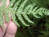 Underside of pinnate frond showing rows of sori.