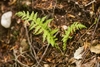 Two fresh green, recently unfurled pinnate fronds.