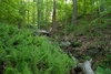 Woodland scene with stand of fern in the foreground.