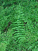 A dense stand of pinnate, green fronds and lobed pinnae