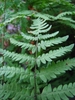 Detail of frond with pinnatisect pinnae.