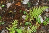 Pinnate fronds partially brown and bedraggled.