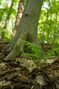 Fern with pinnate fronds in a forest at the base of a tree.