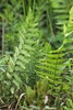 Stand of erect pinnate fern fronds.