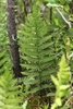Stand of erect pinnate fern fronds.