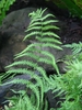 frond with pinnatisect pinnae.