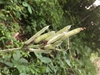 Fruits (Macon Co. NC in July)