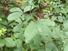 Leaves (Macon Co. NC in July)