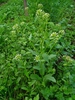 Form